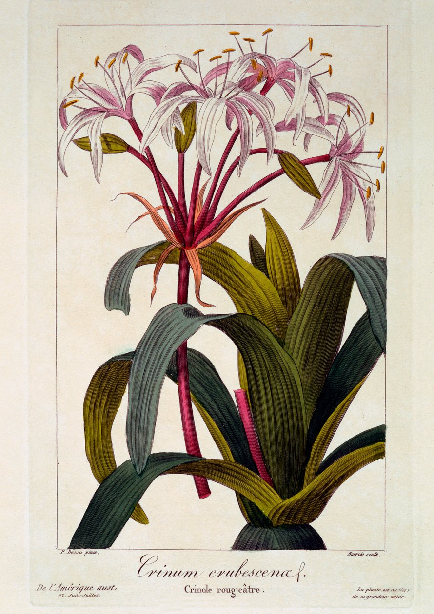 Crinum erubescens by Panacre Bessa