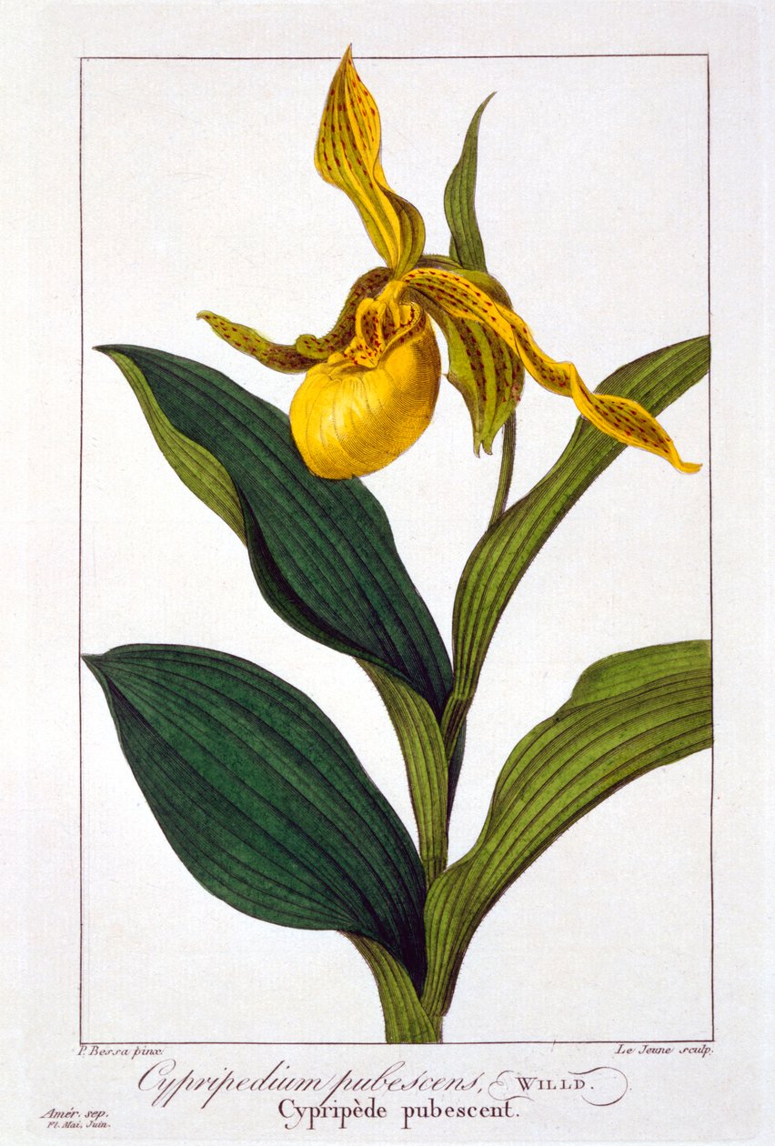 Cypripedium by Panacre Bessa
