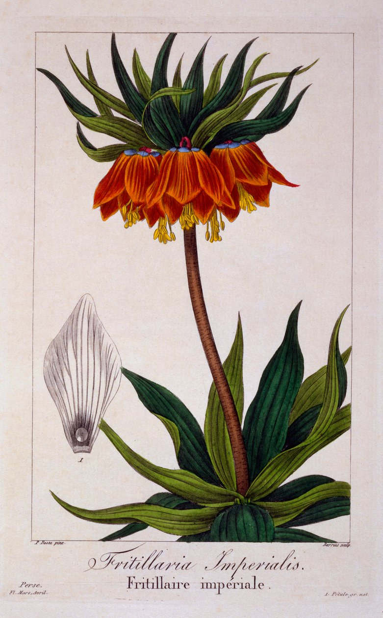 Fritillaria Imperialis by Panacre Bessa