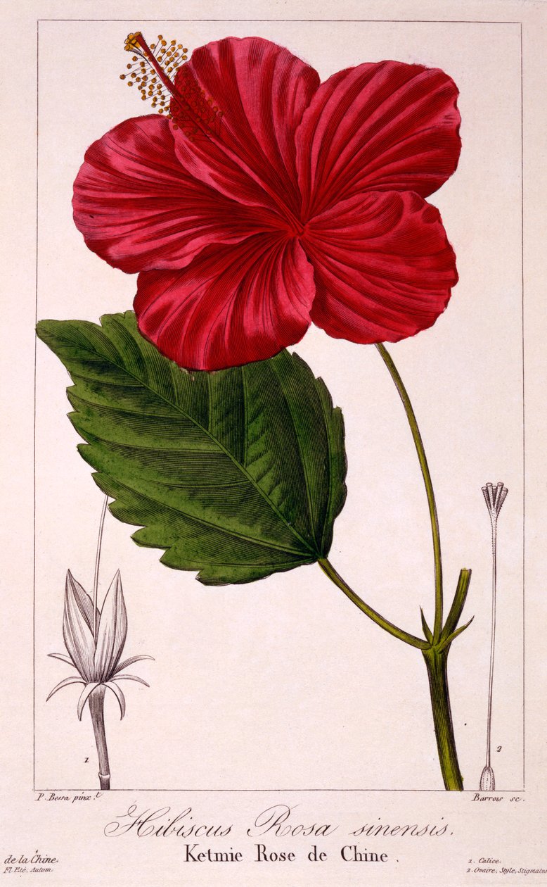 Hibiscus: H. rosa-sinensis, pub. 1836 by Panacre Bessa