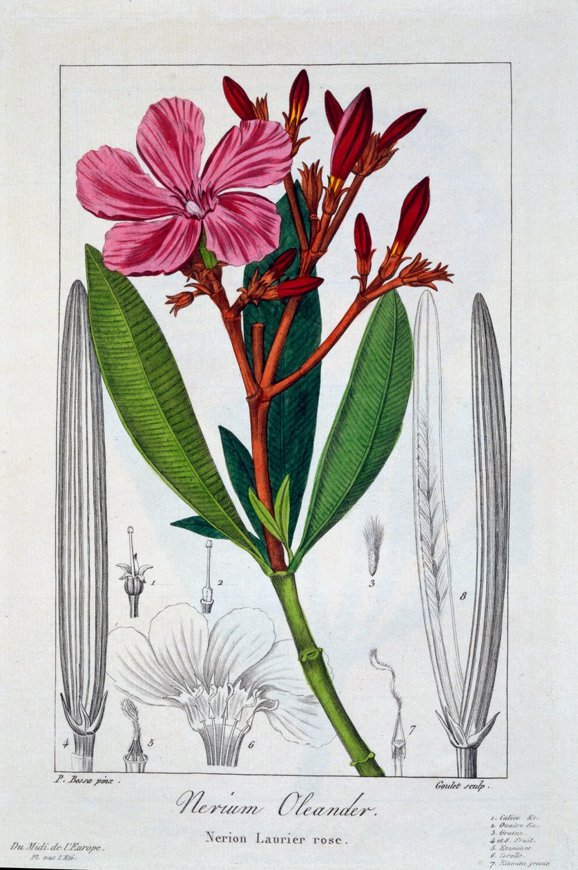 Nerium Oleander by Panacre Bessa