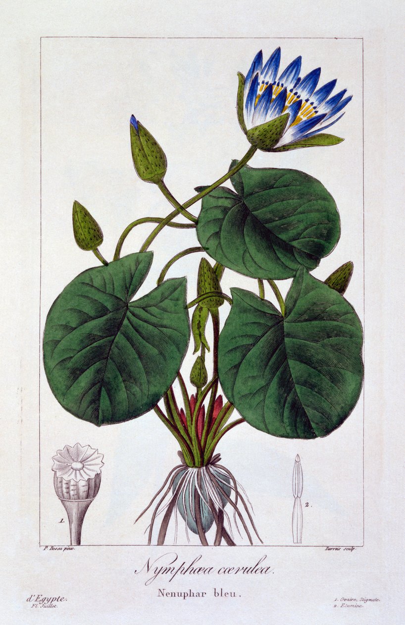 Nymphaea caerulea, pub. 1836 by Panacre Bessa