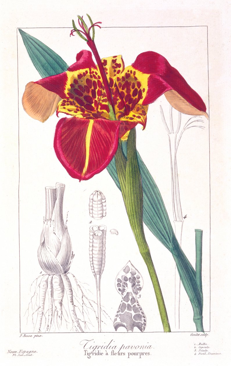 Tiger Flower or Peacock Flower by Panacre Bessa