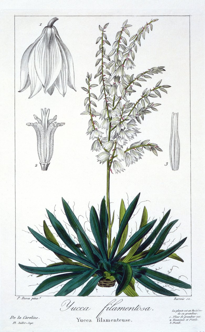 Yucca filimentosa, pub. 1836 by Panacre Bessa