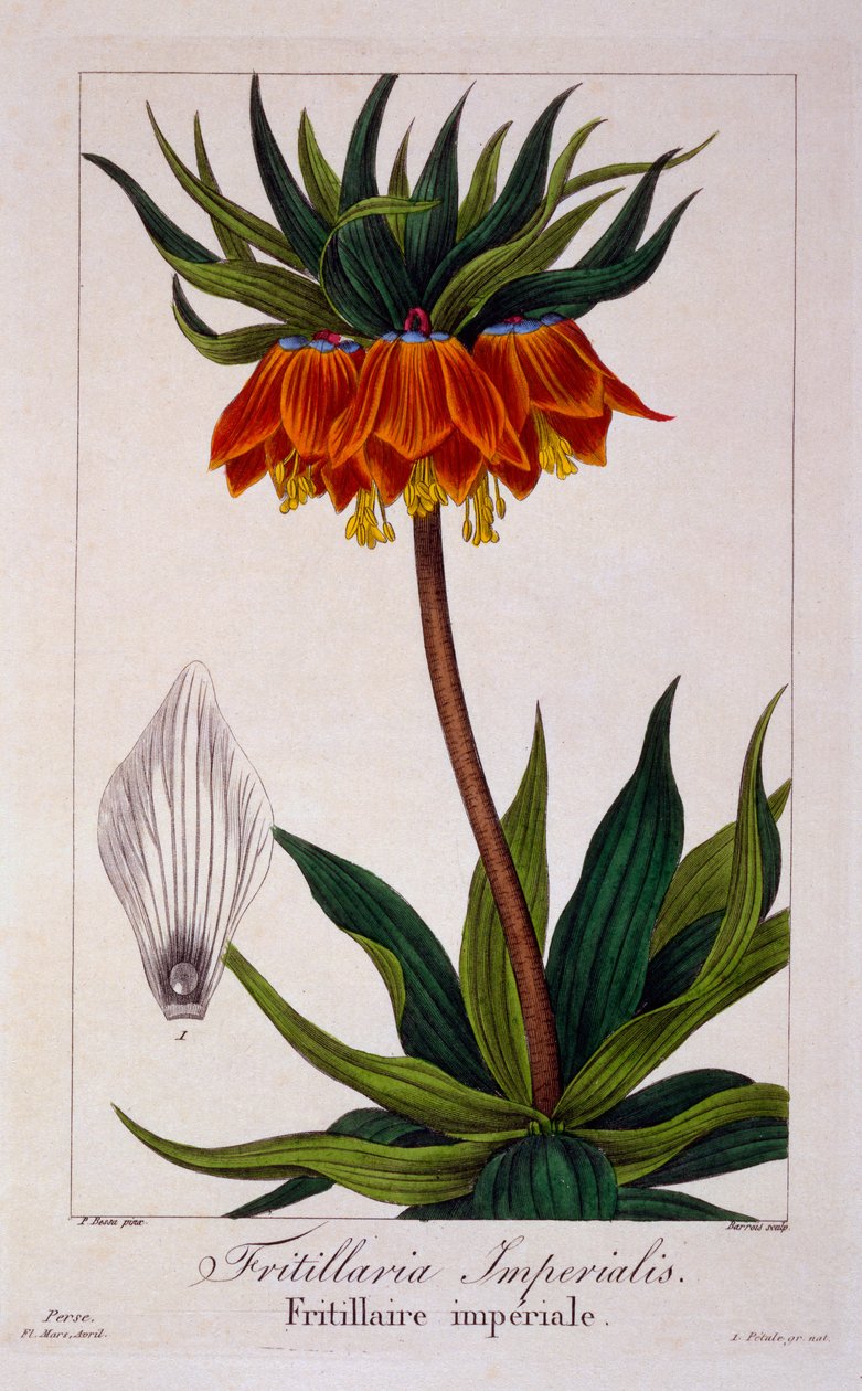 Fritillaria Imperialis, 1836 by Pancrace Bessa