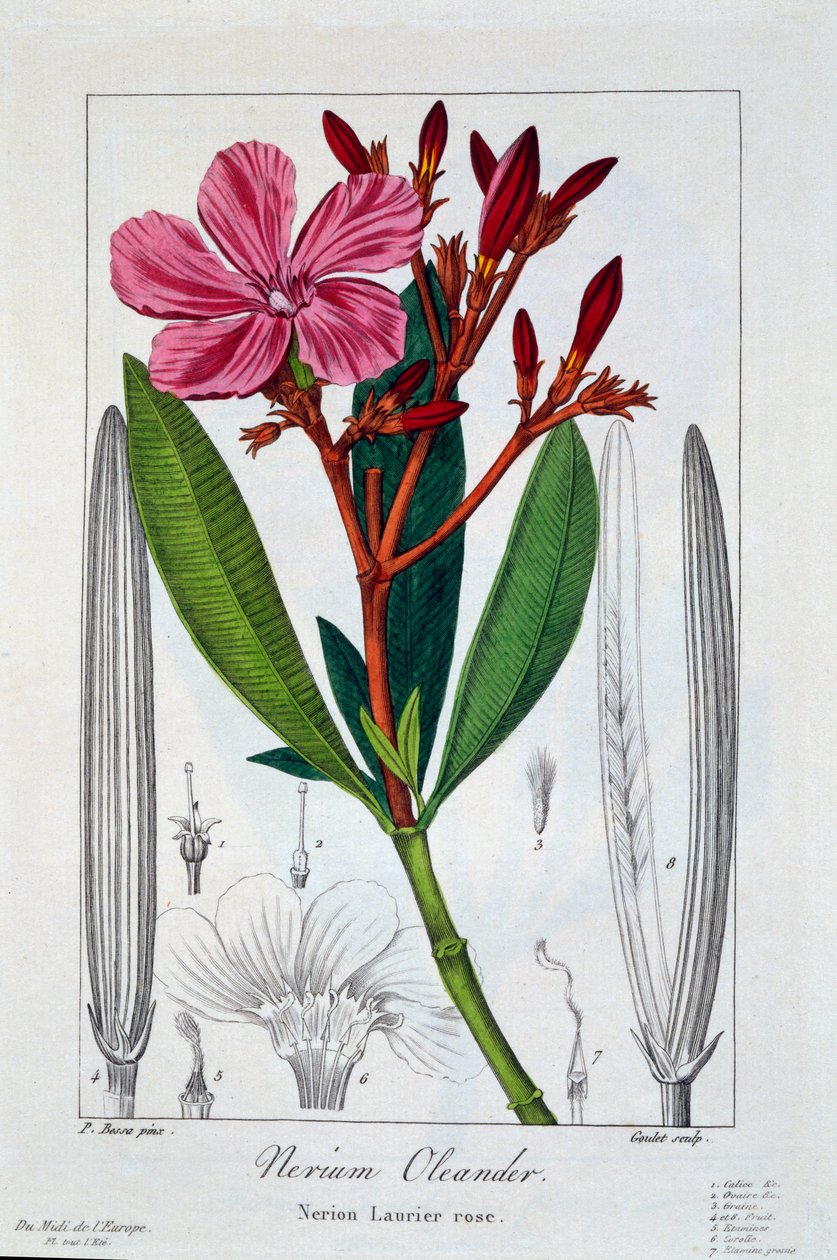 Nerium oleander by Pancrace Bessa