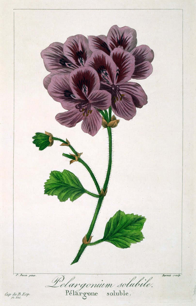 Pelargonium, 1836 by Pancrace Bessa