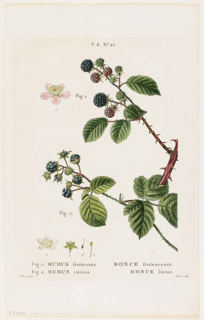 Ronce frutescente. Ronce bleue by Pancrace Bessa