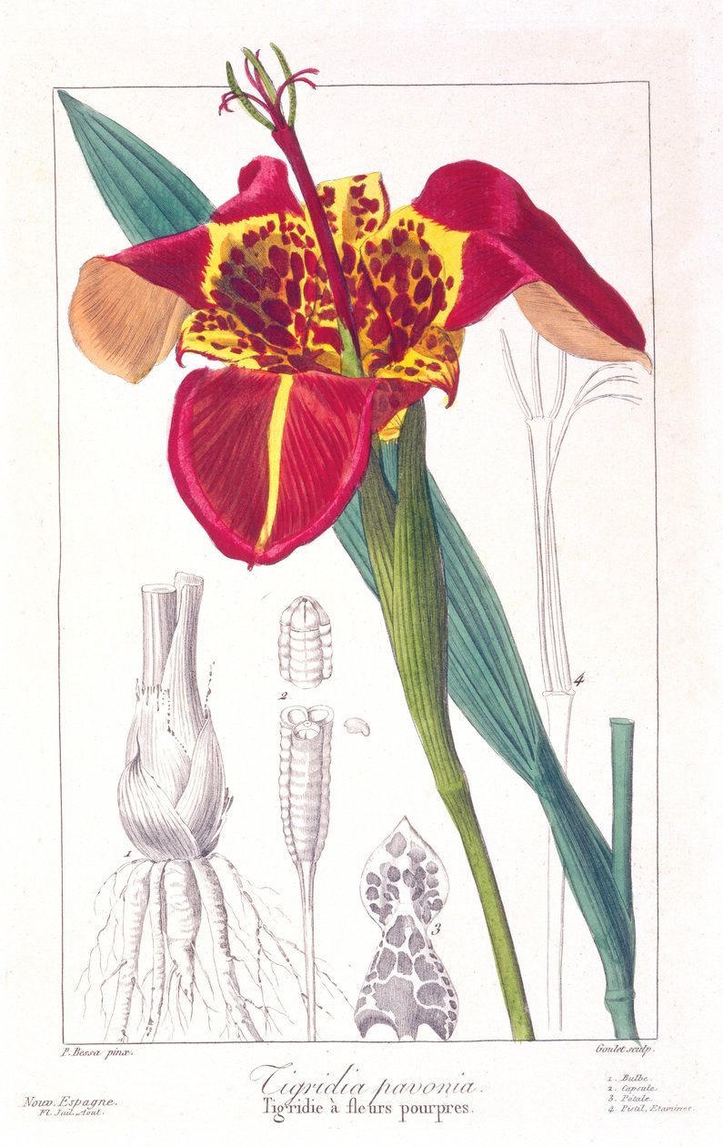 Tiger flower or Peacock flower by Pancrace Bessa