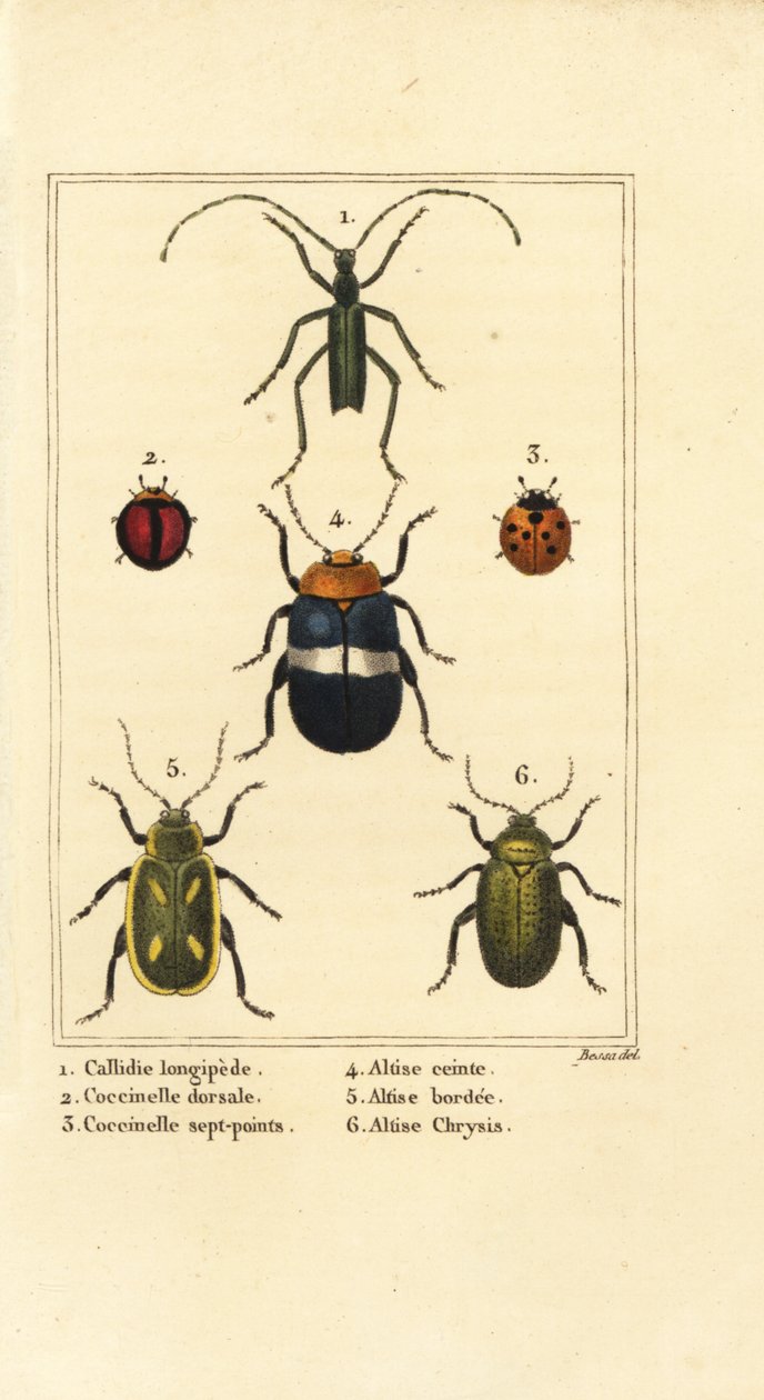 Callidium longipes, ladybirds, flea beetles by Pancrace (after) Bessa