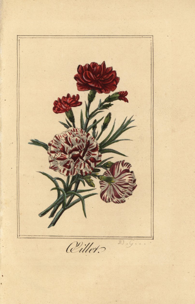 Carnation or clove pink, oillet, Dianthus caryophyllus by Pancrace (after) Bessa