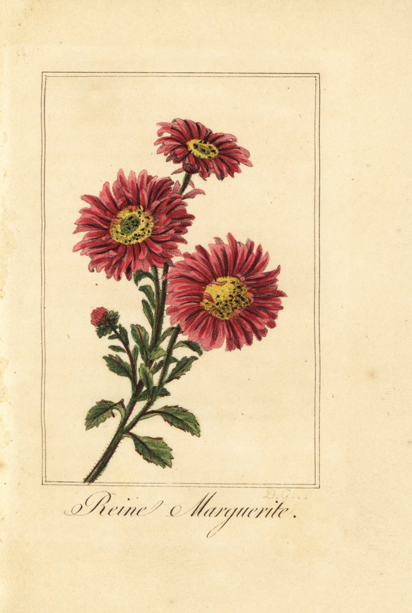 China aster, reine marguerite, Callistephus chinensis by Pancrace (after) Bessa