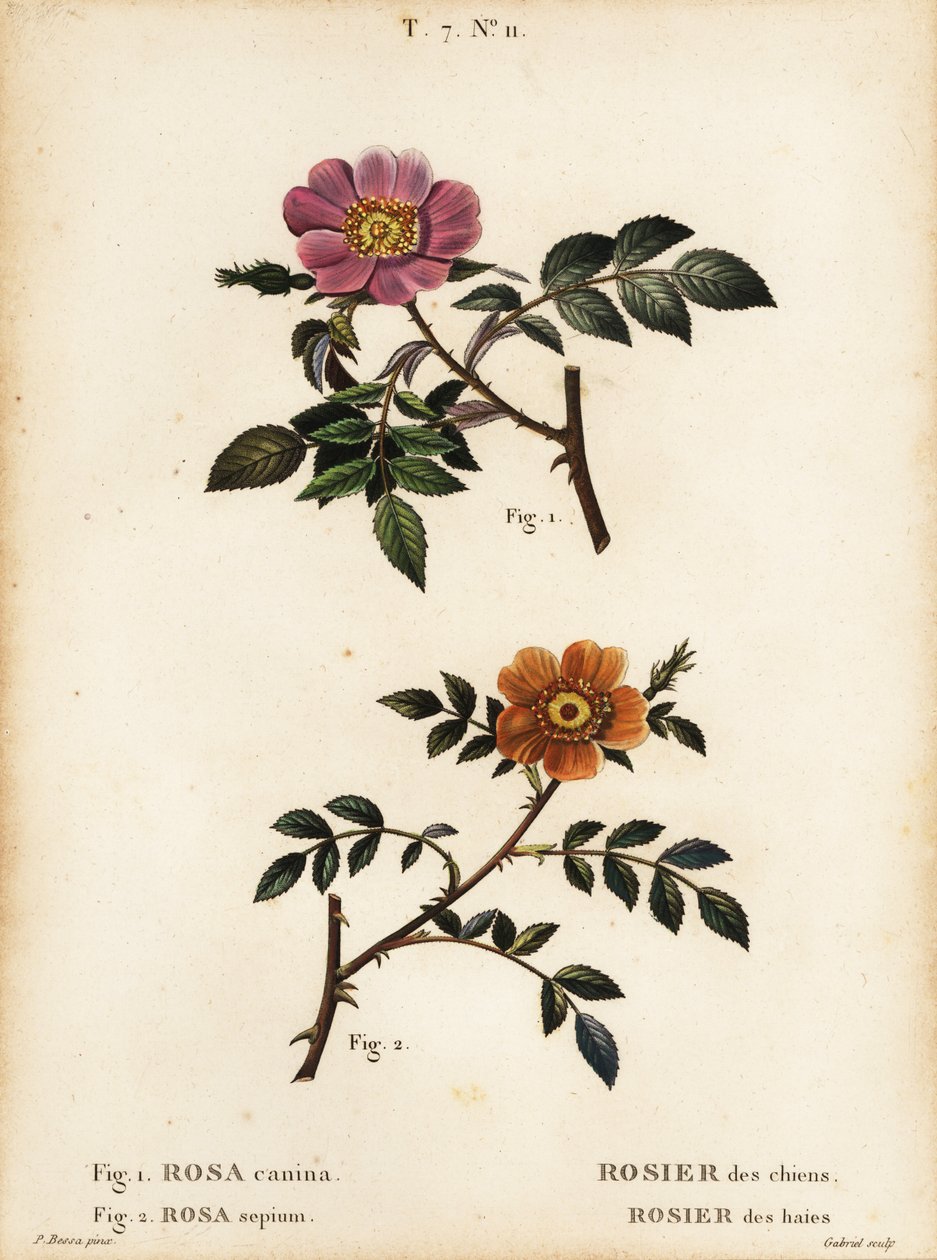Dog rose and small-leaved sweet-briar by Pancrace (after) Bessa