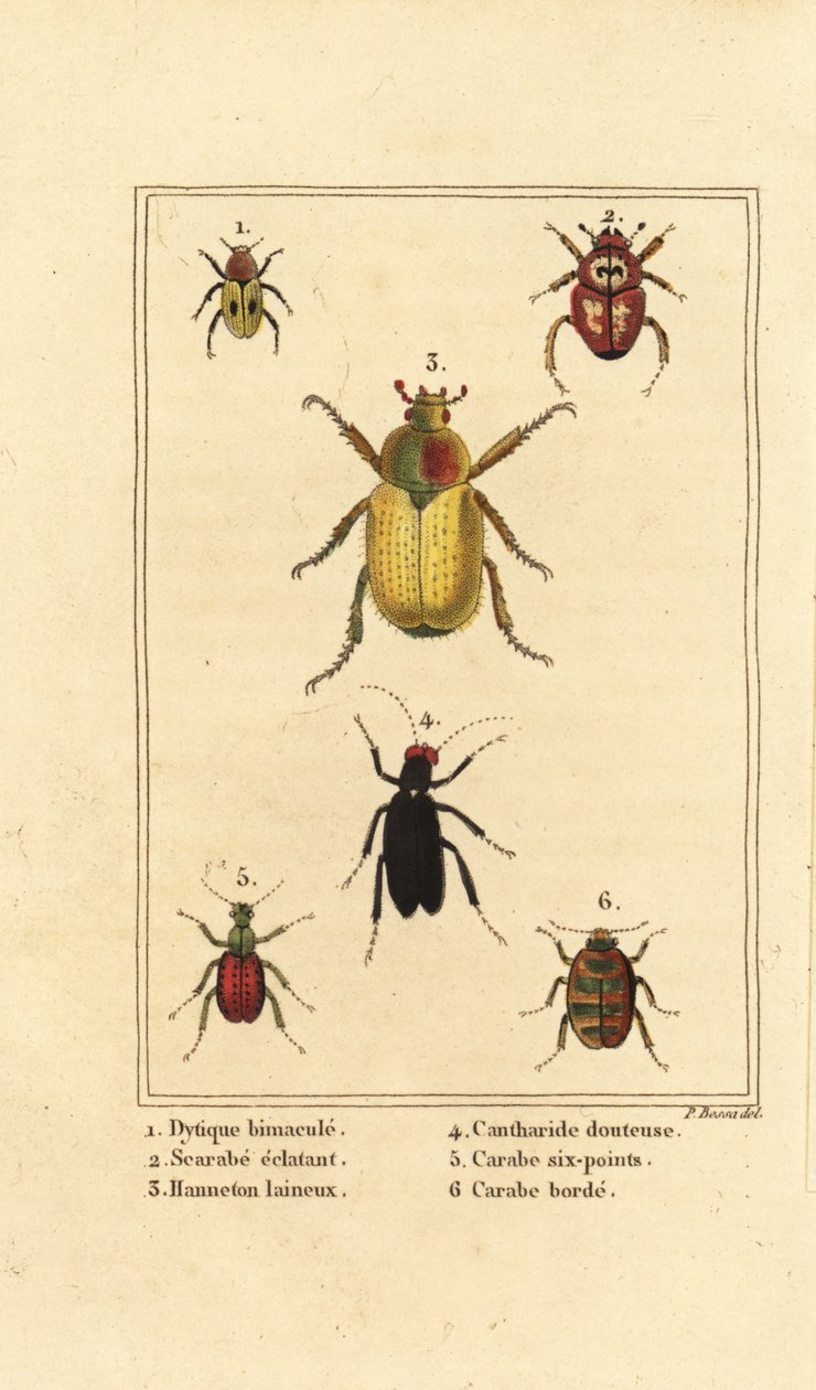 Dytiscus bimaculatus, scarab, cockchafer, Melolontha melolontha, Cantharis beetle, Carabus sexpunciatus, and Omophron limbatum by Pancrace (after) Bessa