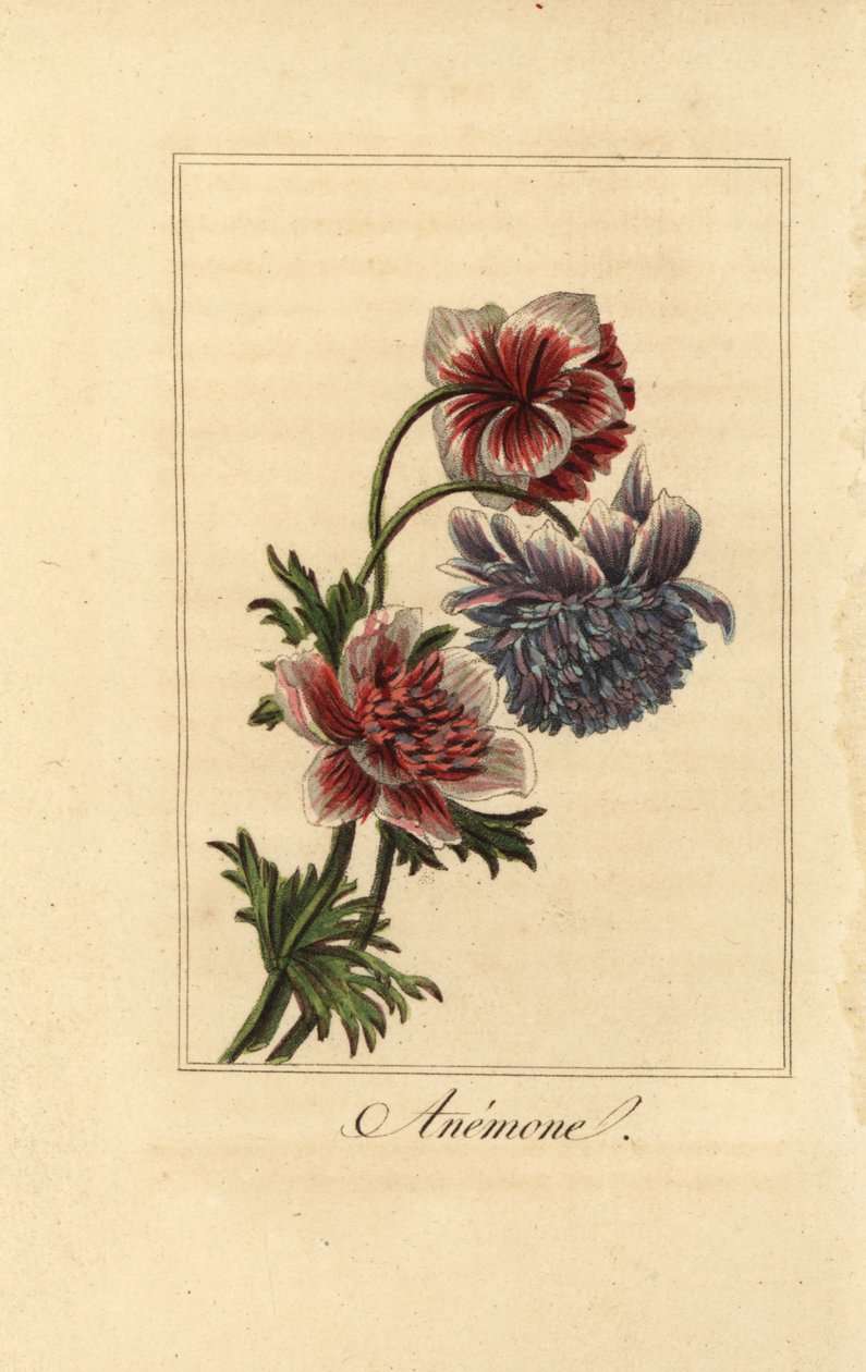 Hybrid Poppy Anemone, Anemone coronaria by Pancrace (after) Bessa