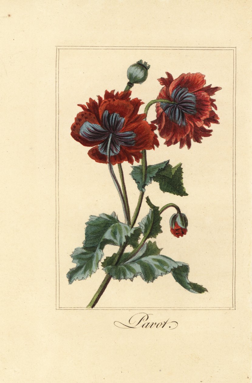 Hybrid Variety of Poppy, Papaver rhoeas by Pancrace (after) Bessa