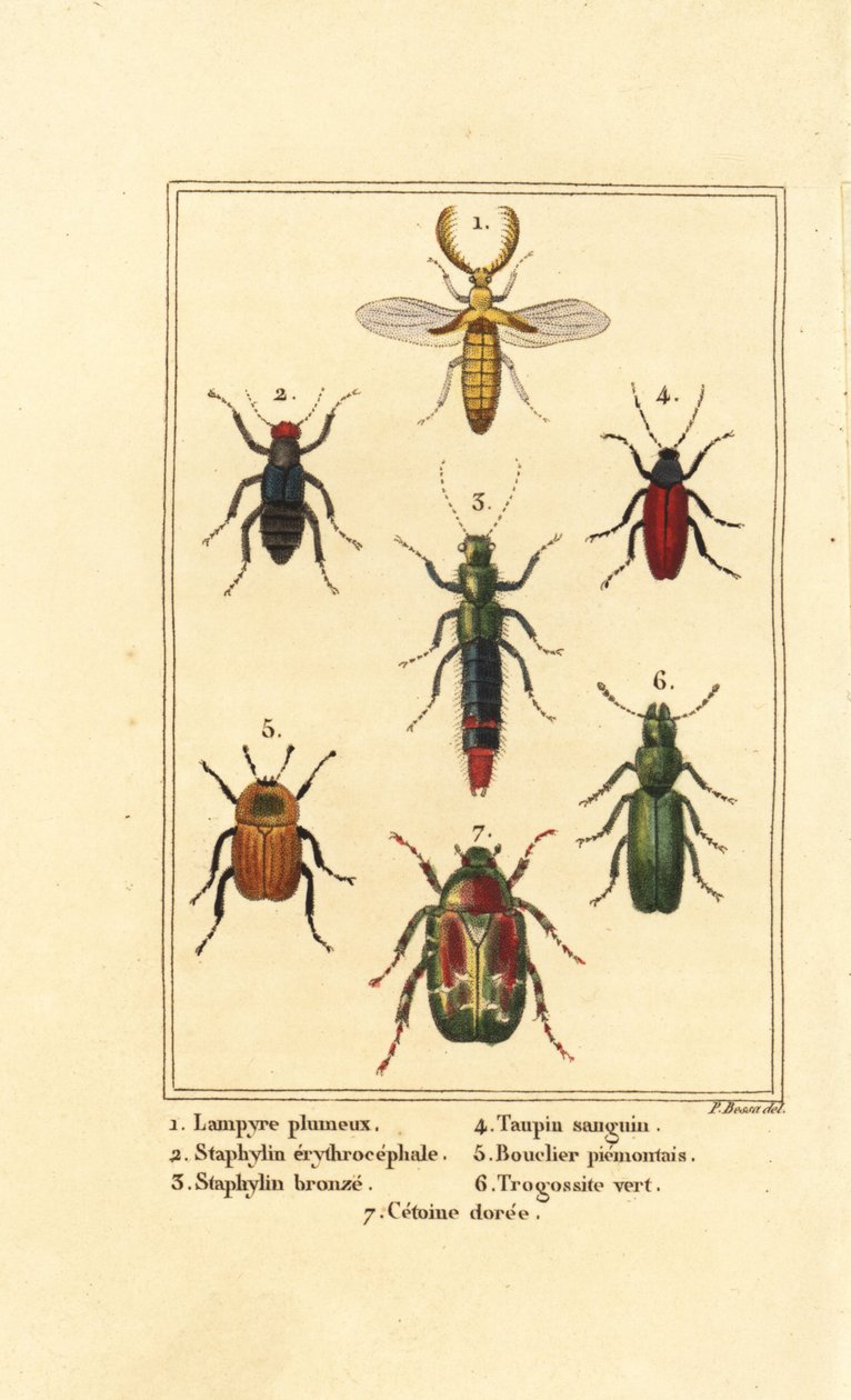 Lampyris beetle, rove beetle, rose chafer by Pancrace (after) Bessa