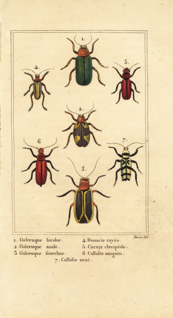 Leaf Beetles, Galeruca species, Aulacophora analis, Cyclotrypema furcata, Donacia vittata, Flat Bark Beetle, Cucujus clavipes, Pyrrhidium sanguineum and Chlorophorus varius by Pancrace (after) Bessa