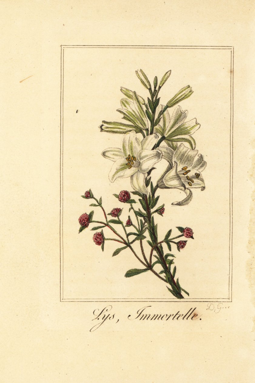 Lily and Red Everlasting, Lilium candidum and Helichrysum sanguineum by Pancrace (after) Bessa