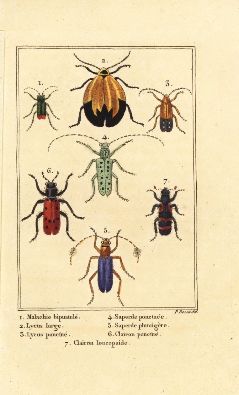 Malachite beetle, Malachius bipustulatus 1, net-winged beetles, Lycus melanurus 2, Lycus punctatus 3, Saperda punctata 4, Saperda species 5, Trichodes octopunctatus 6 and Trichodes apiarius 7 by Pancrace (after) Bessa