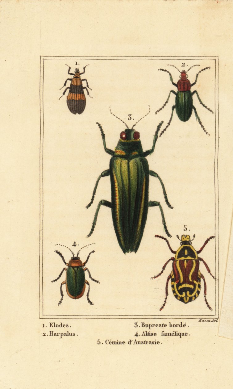 Marsh beetle, Elodes, Harpalus beetle, jewel beetle, Buprestis, flea beetle, Altica famelica, and rose chafer, Cetonia species by Pancrace (after) Bessa