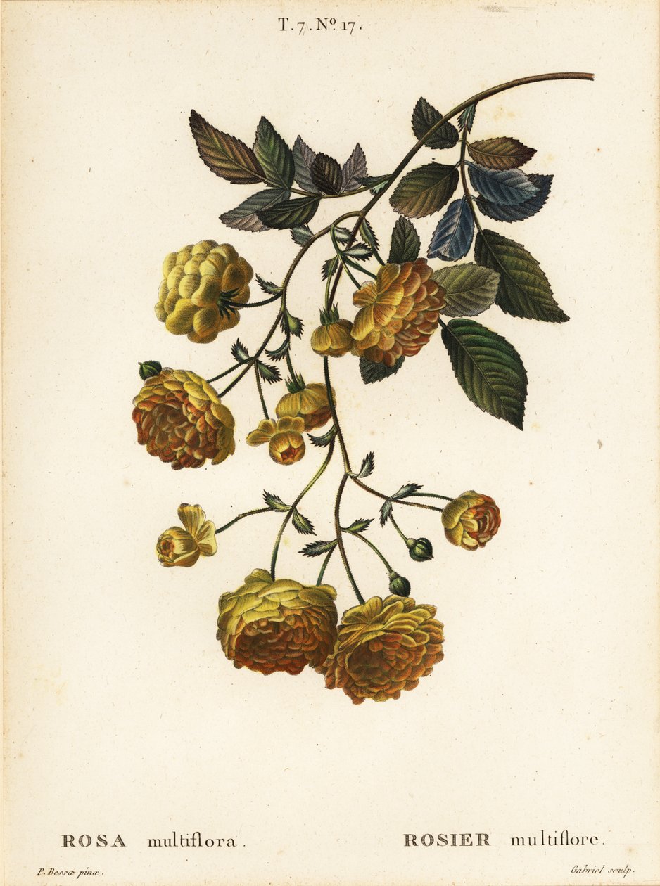 Multiflora rose or Japanese rose by Pancrace (after) Bessa