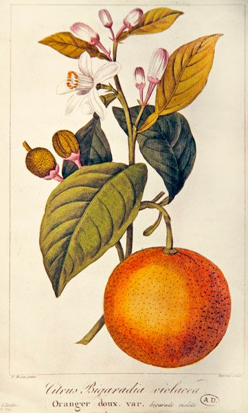 Orange, engraved by Barois by Pancrace (after) Bessa