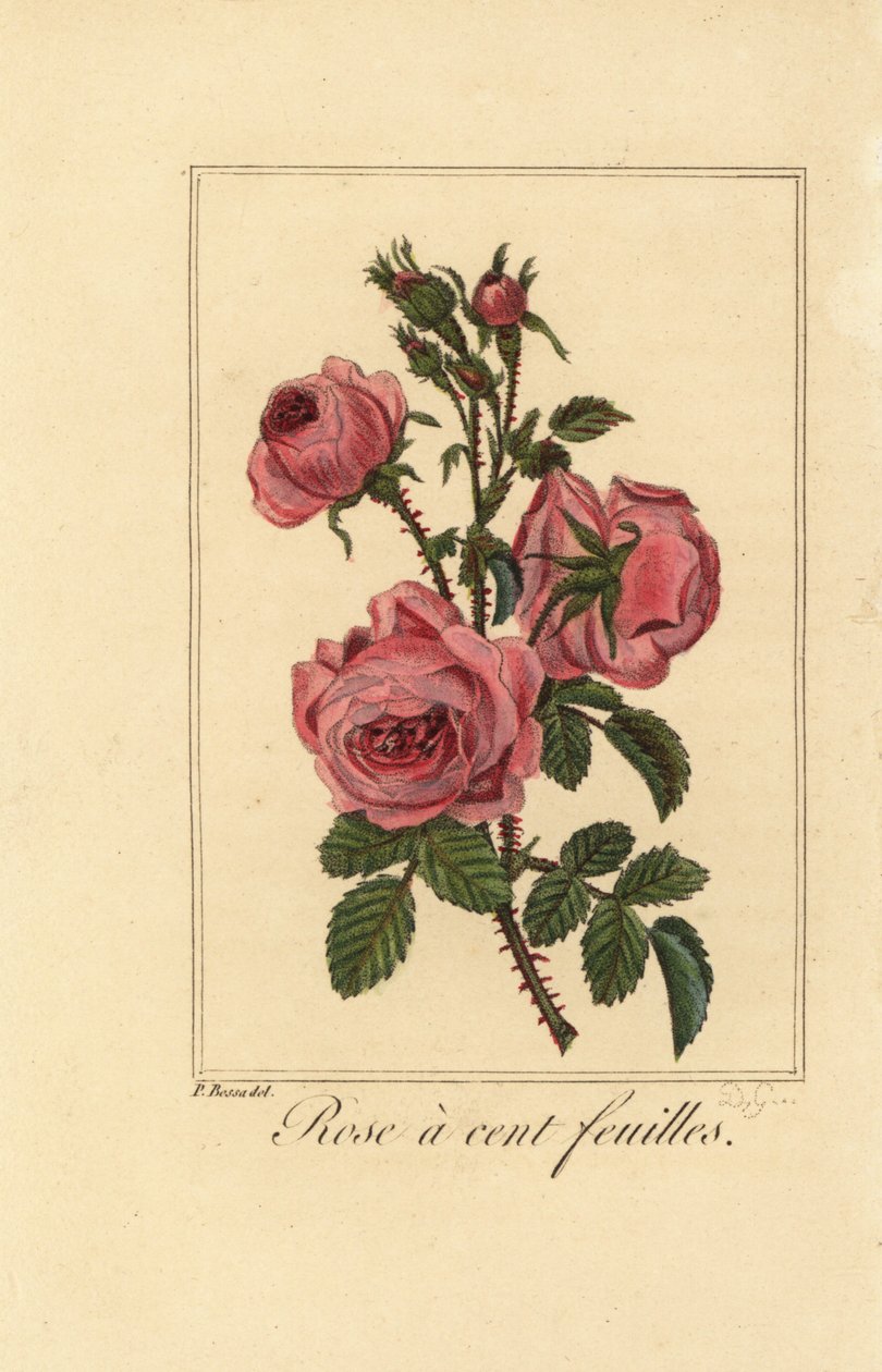 Provence rose or cabbage rose by Pancrace (after) Bessa