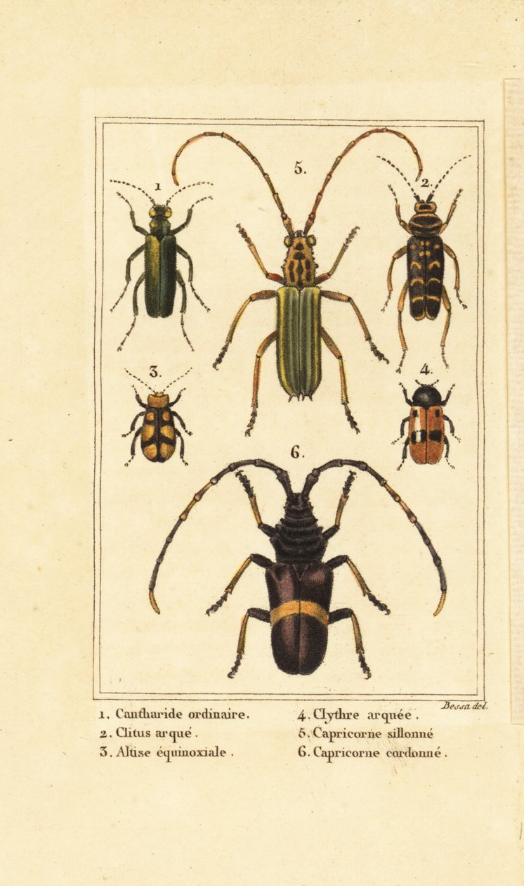 Spanish fly beetle and longhorn beetles by Pancrace (after) Bessa