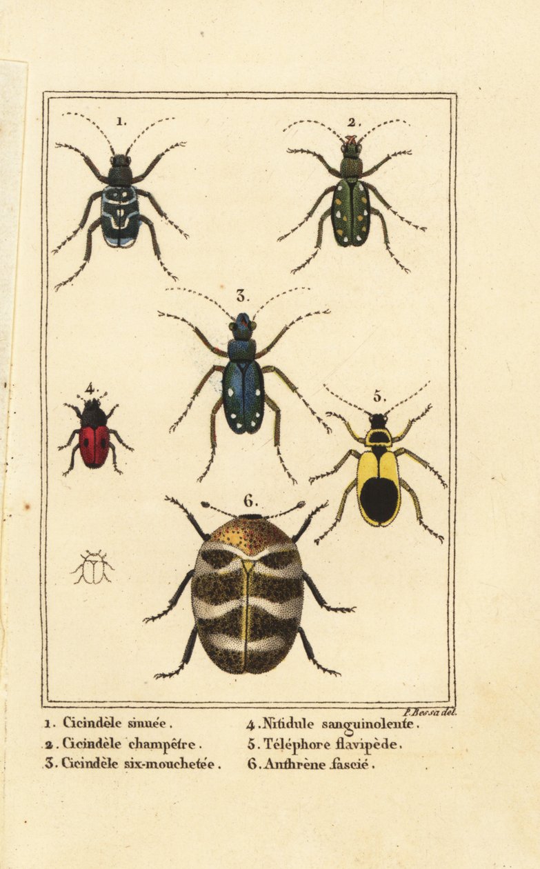Tiger beetles and varied carpet beetle by Pancrace (after) Bessa
