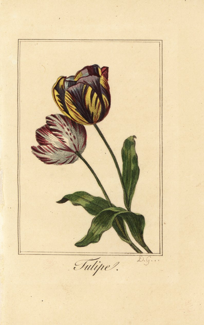 Varieties of tulip, Tulipa gesneriana by Pancrace (after) Bessa