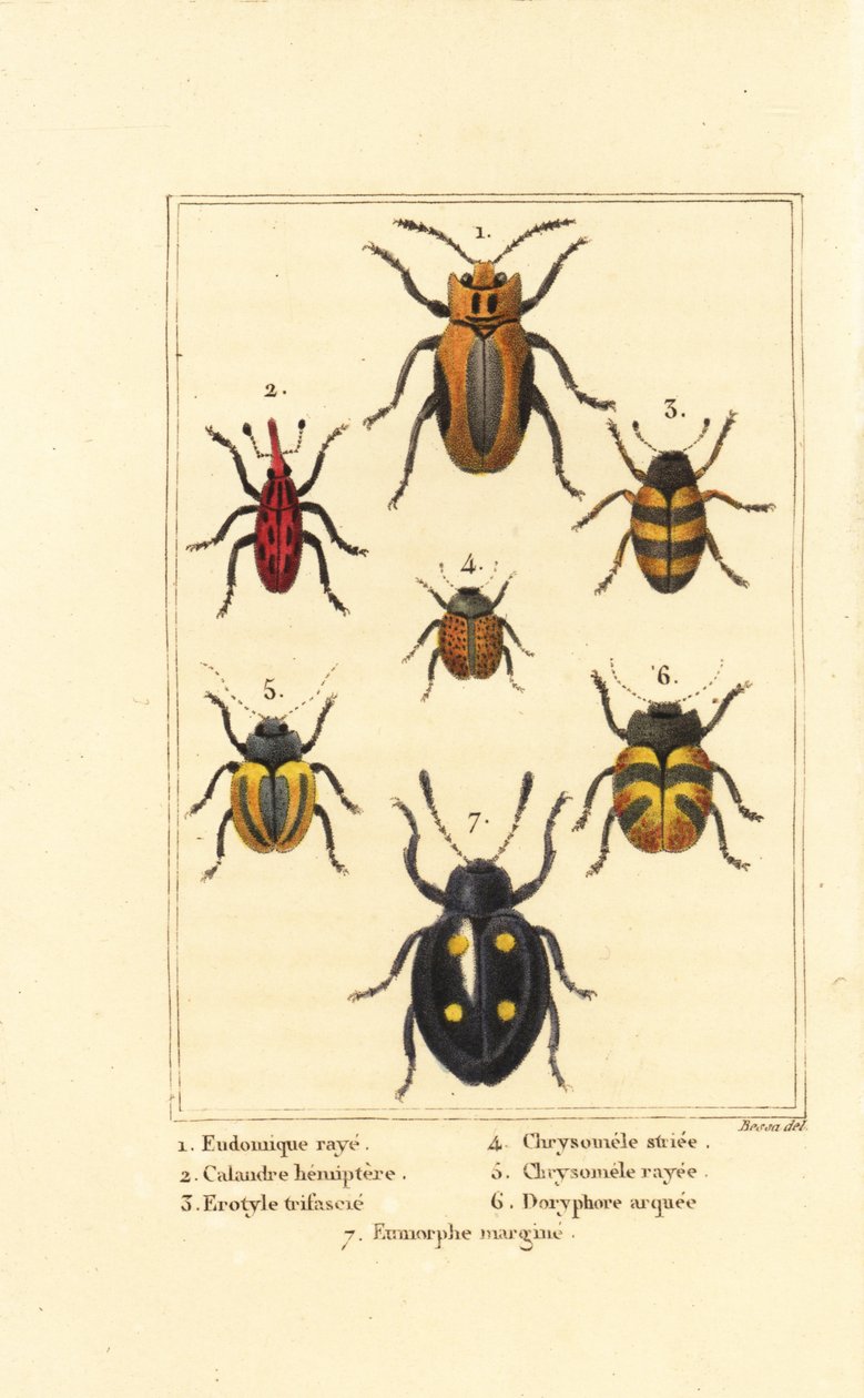 Weevils: Eudomychus striata, Calandra hemiptera, pleasing fungus beetle, Erotylus species, Chrysomela striata, Acalymma vittatum, Chrysomela arcuata, and Eumorphus marginata by Pancrace (after) Bessa