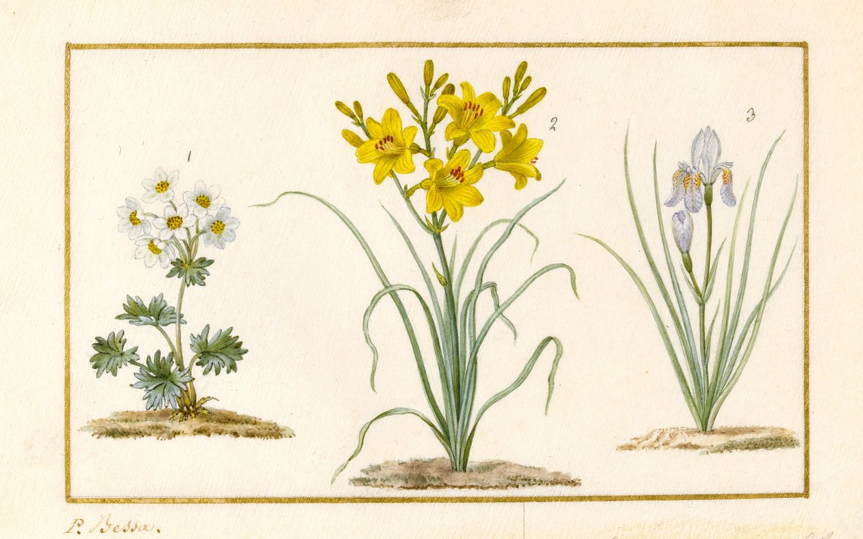 Anemone, Hemerocale and Iris (detail) by Pancrace Bessa