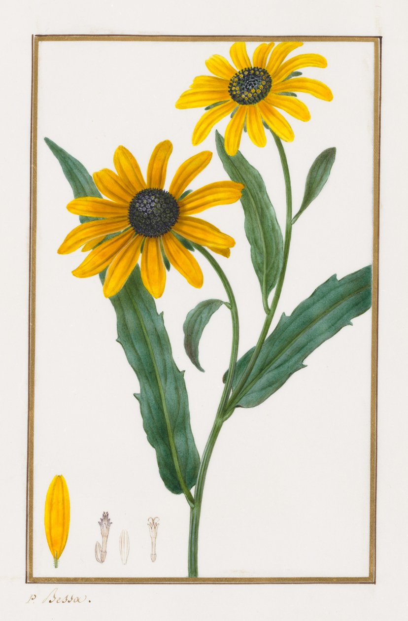 Black-eyed Susan, 1828-1835 by Pancrace Bessa
