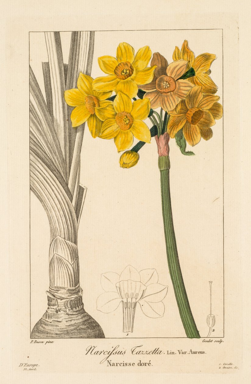 Flore des Jardiniers, Amateurs et Manufacturiers: Polyanthus or Cluster Narcissus by Pancrace Bessa