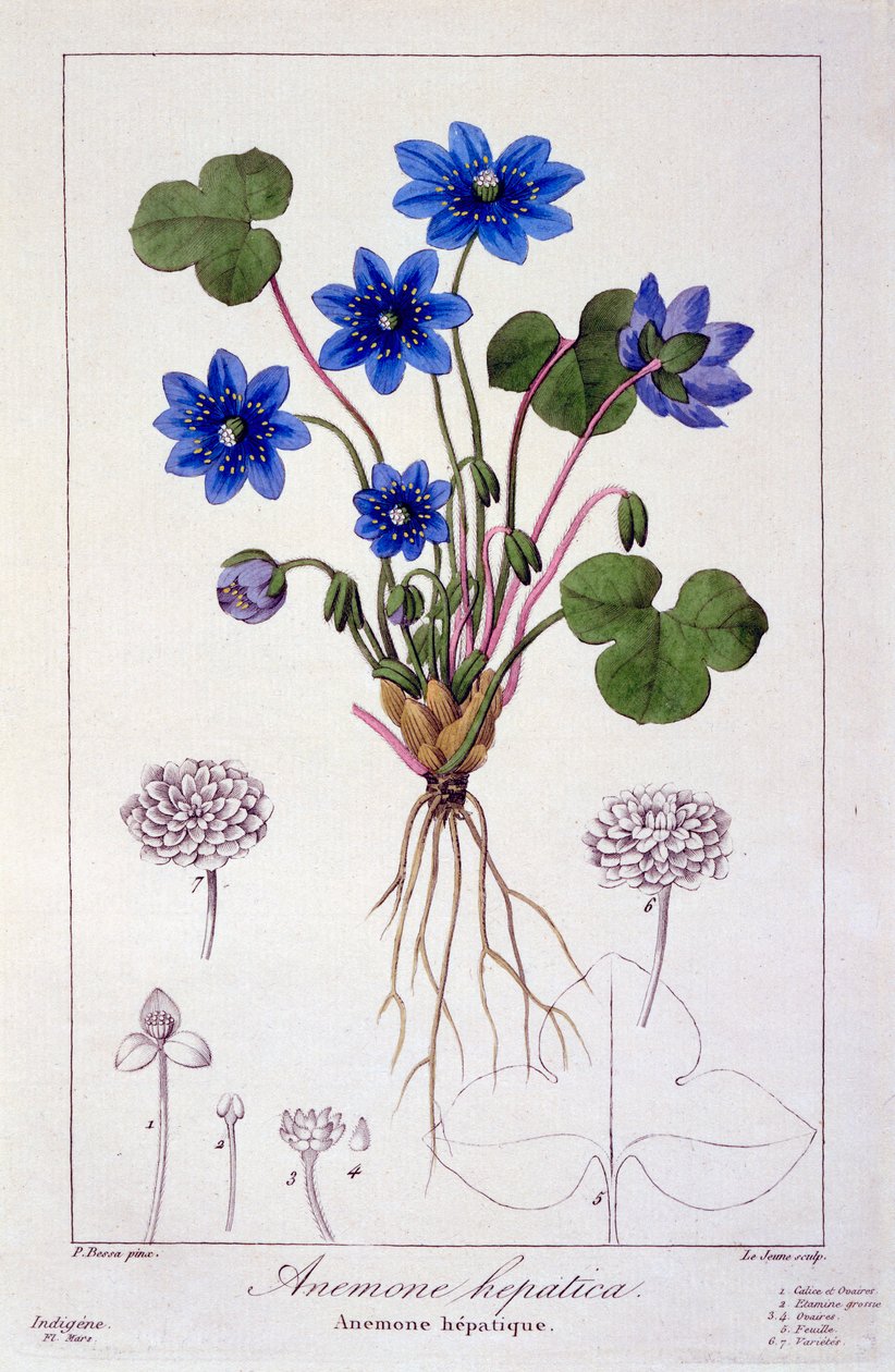 Hepatica Nobilis, 1836 by Pancrace Bessa
