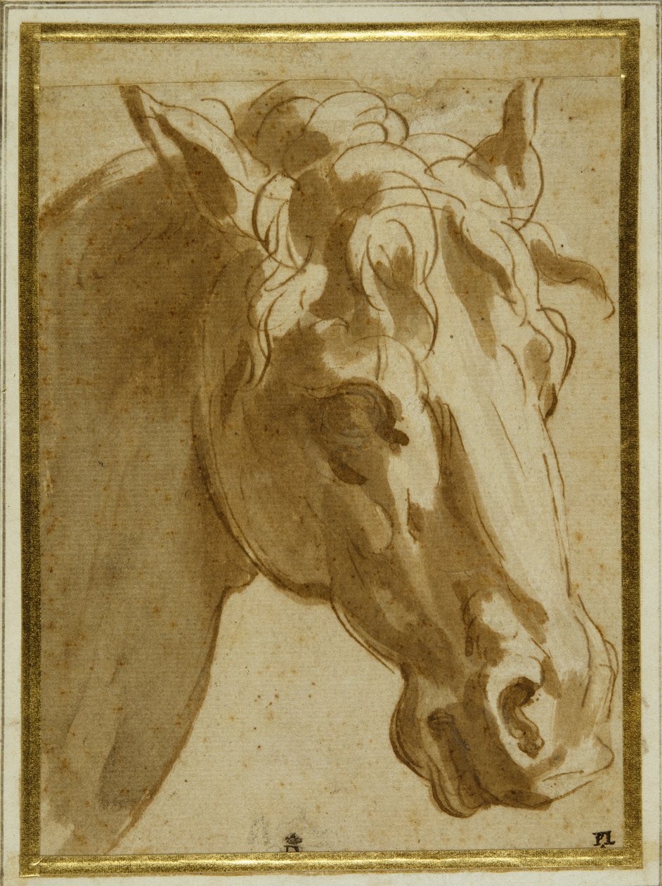 The head and neck of a horse by Parmigianino