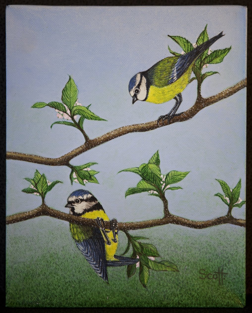 Bluetits by Pat Scott