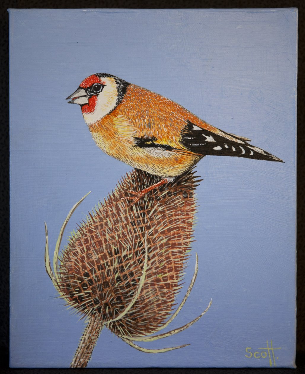 Goldfinch, 2016 by Pat Scott