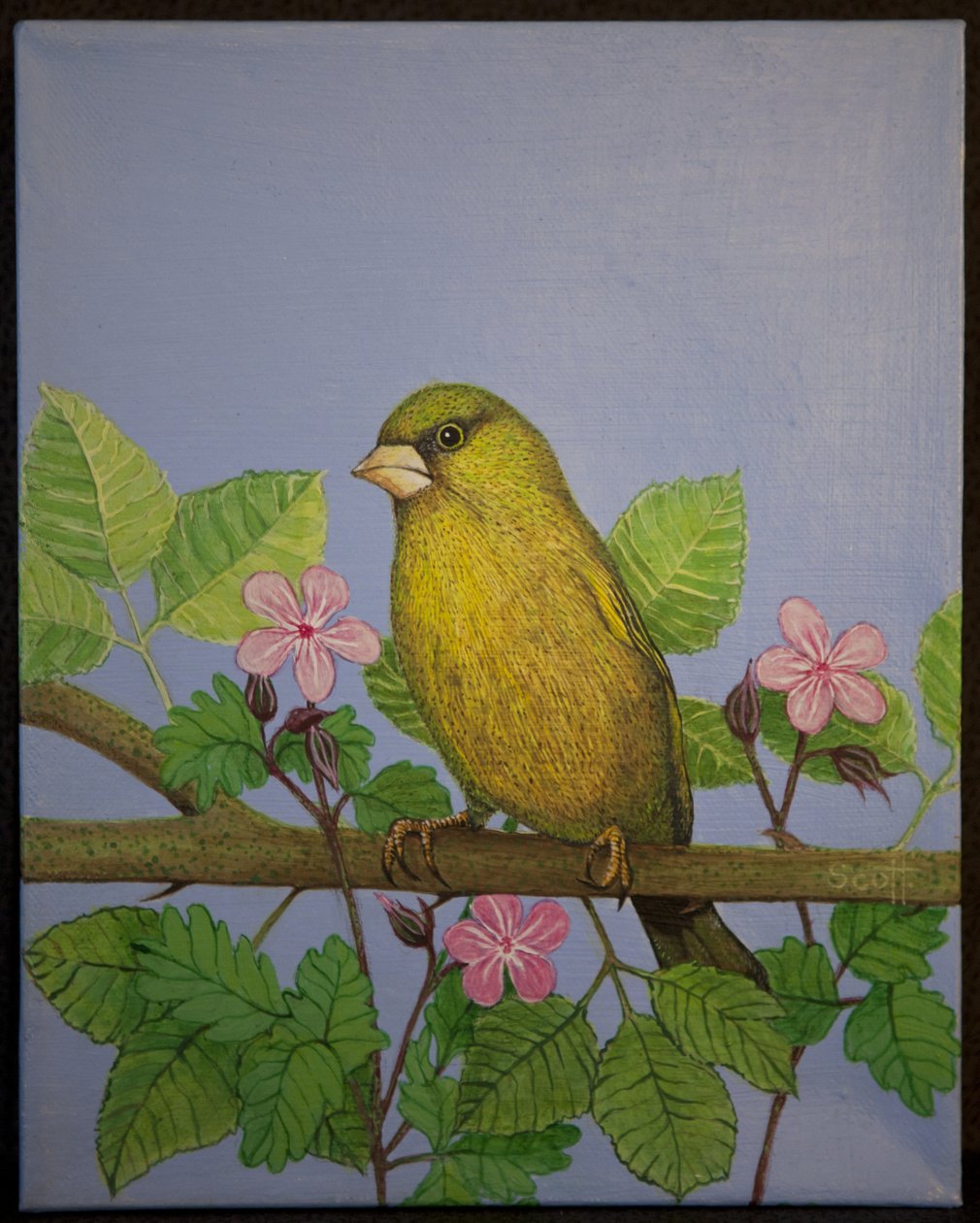 Greenfinch, 2016 by Pat Scott