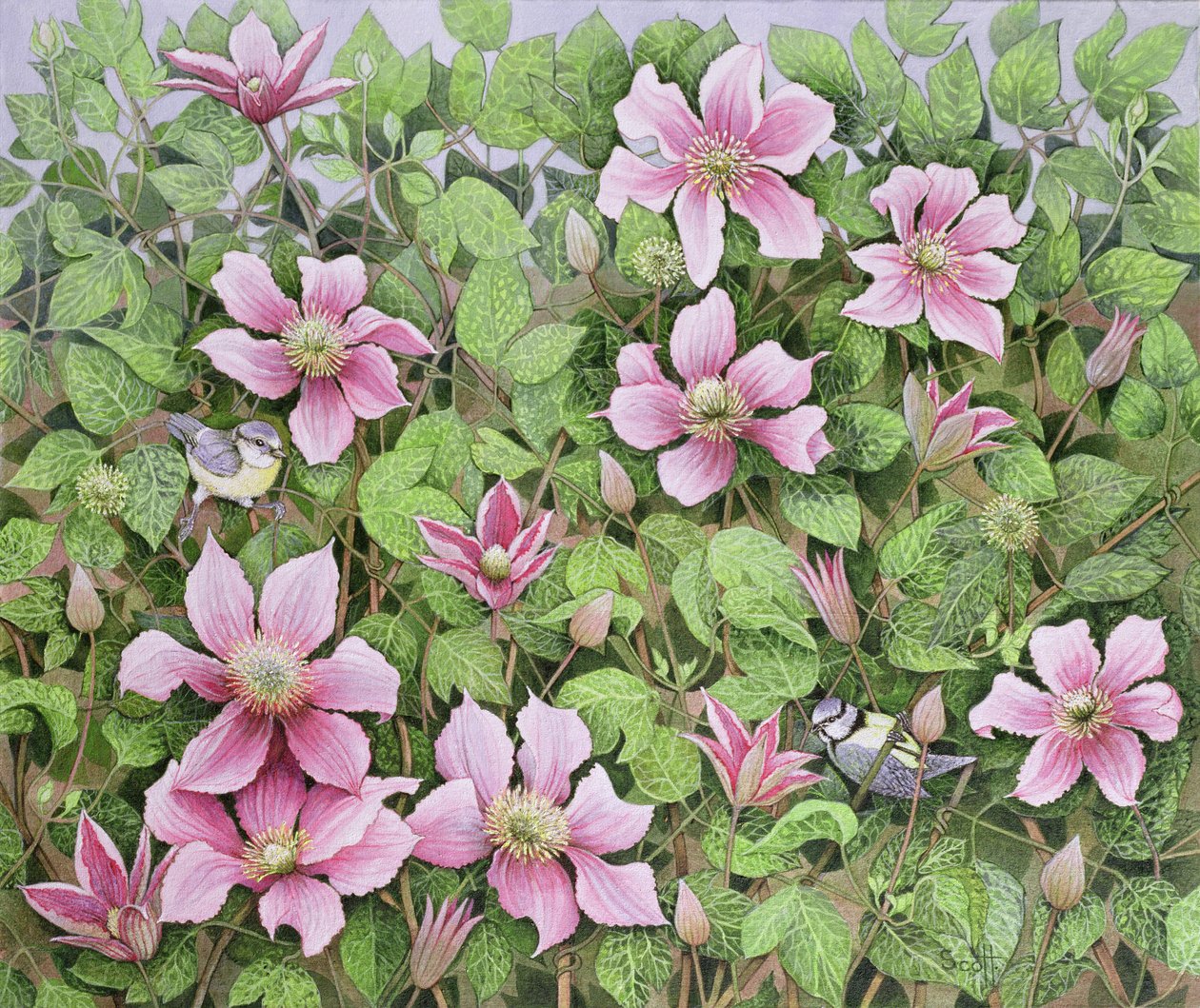 Nesting in Clematis by Pat Scott
