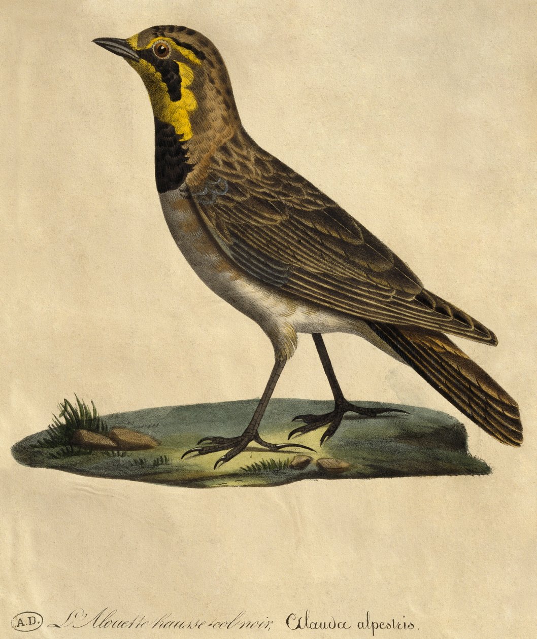 Lark with a Black Collar by Paul Louis Oudart