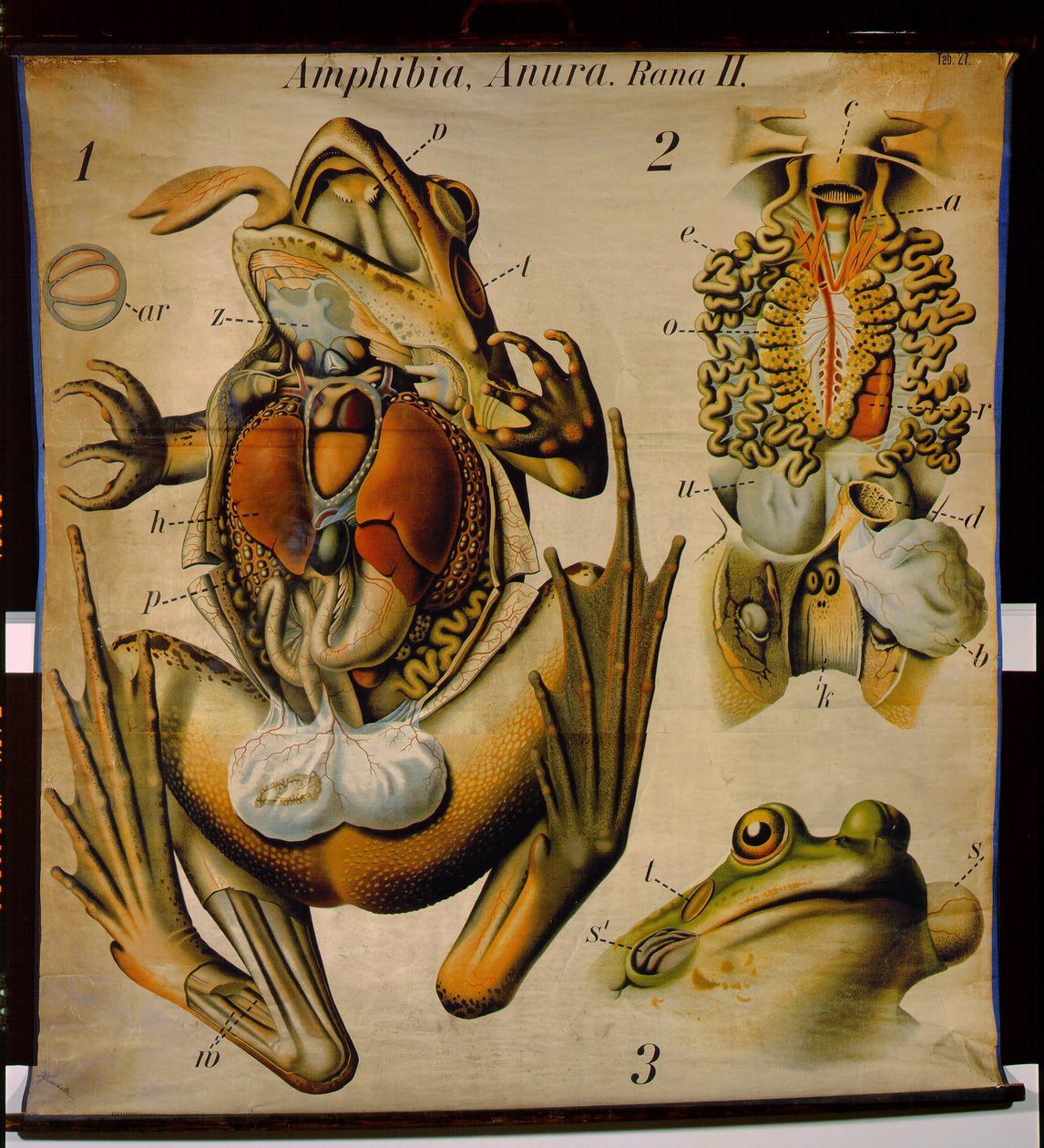 Anatomy of a Rana, No.27, Pfurtscheller