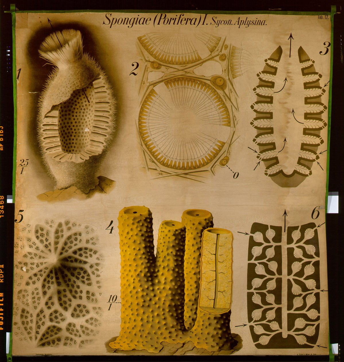 Sycon and Aplysina, No.12, Pfurtscheller