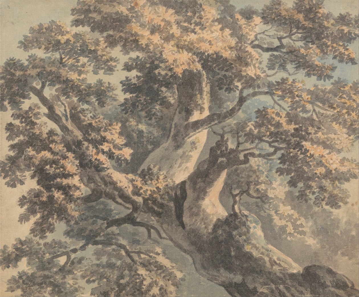 Study of a Tree by Paul Sandby