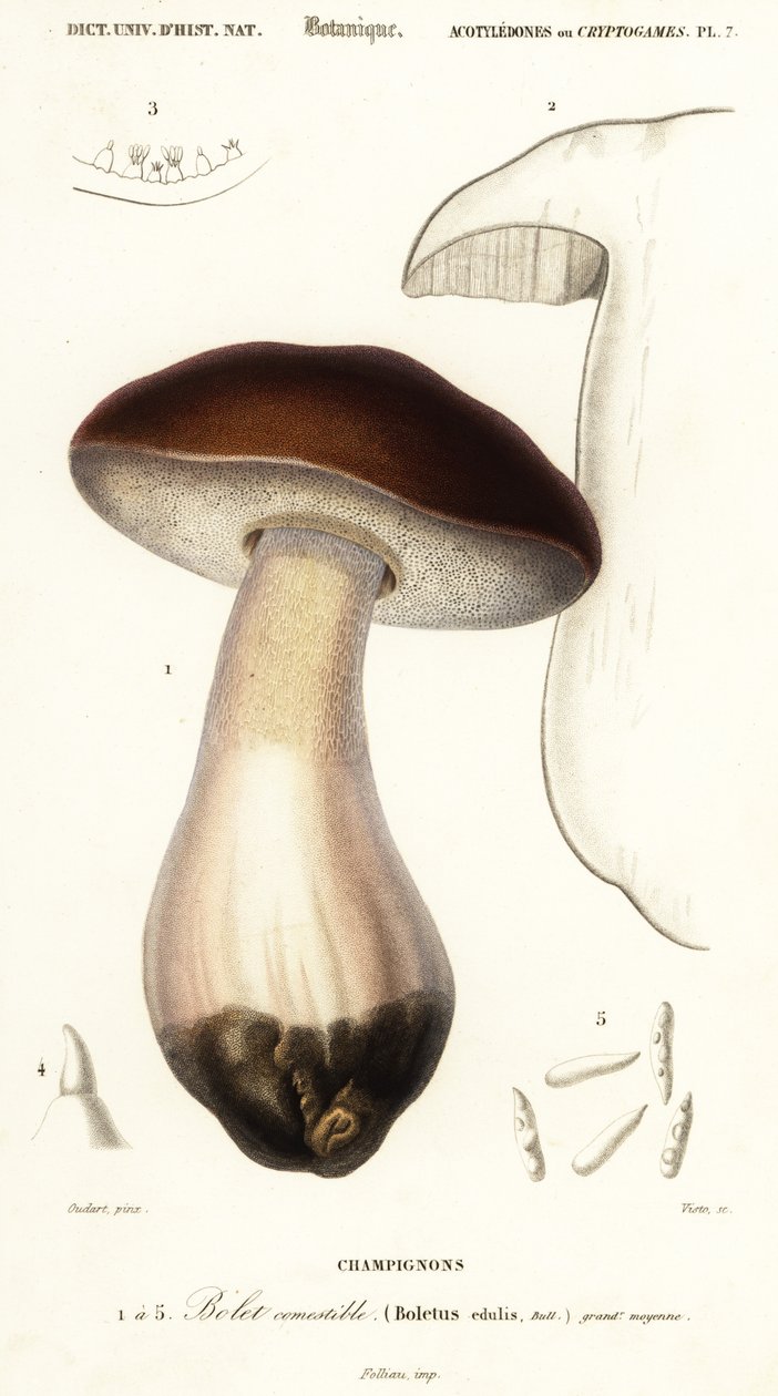 Cep, Penny Bun, Porcino or Porcini Mushroom, Boletus edulis (engraving) by Paul Louis Oudart