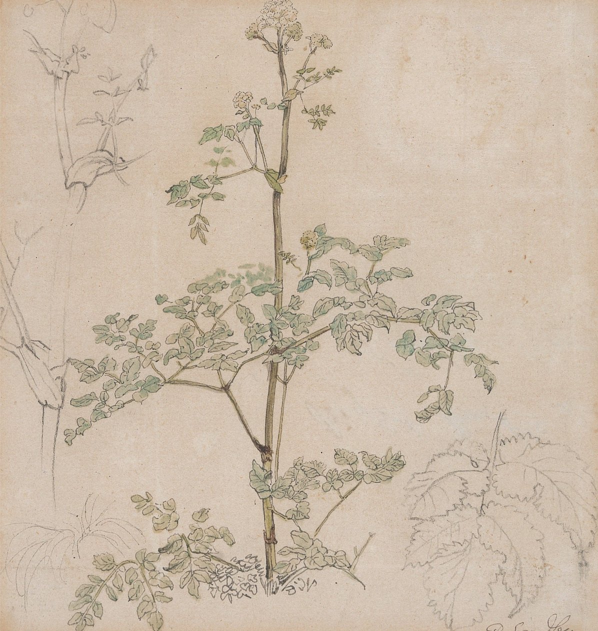 Study of Cow Parsley by Paul Sandby