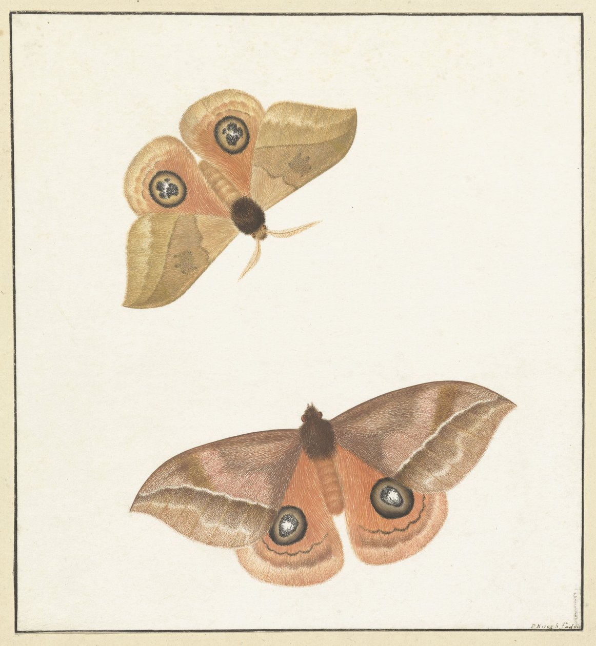 Two Butterflies by Paulus Knogh