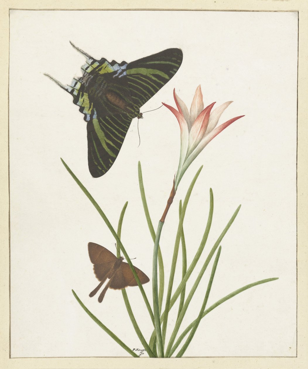 Two Butterflies by a Lily by Paulus Knogh
