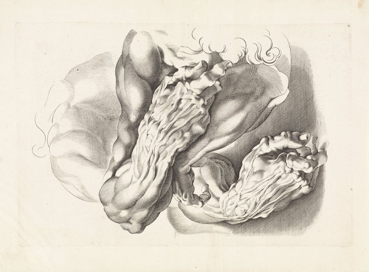 Anatomical Studies of Arms by Paulus Pontius